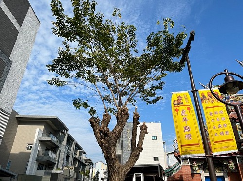 屏東市樹木修剪,鋸樹