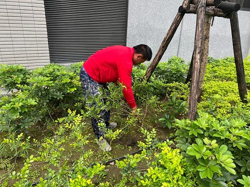 高雄種花種樹