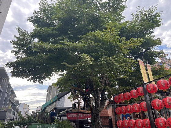 屏東市樹木修剪工程&nbsp;