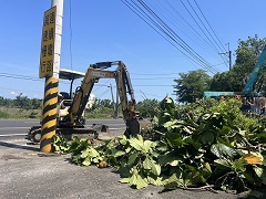 屏東潮州樹木修剪工程